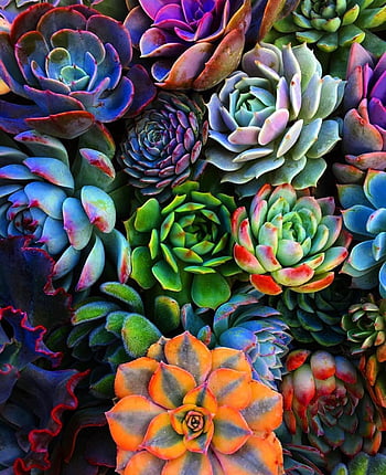 Pin by Janae on Iphone wallpapers  Succulents wallpaper Succulent garden  design Succulent photography