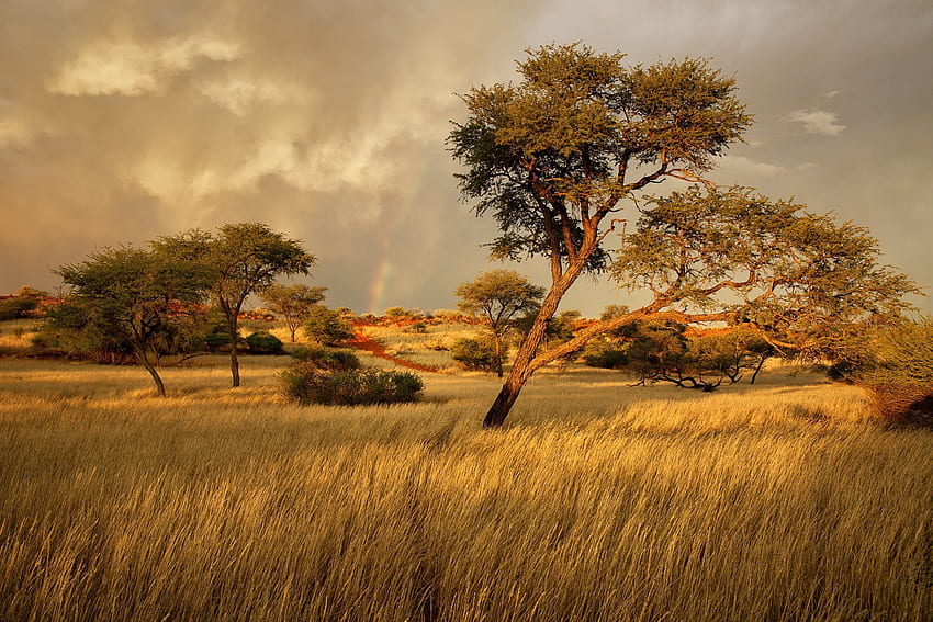namíbia áfrica savana grama árvore. Paisagem, árvores africanas, paisagem, paisagem sul-africana papel de parede HD