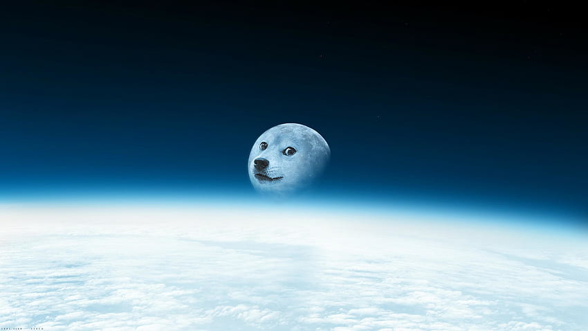 Dog Doge Meme - WallDevil HD 월페이퍼