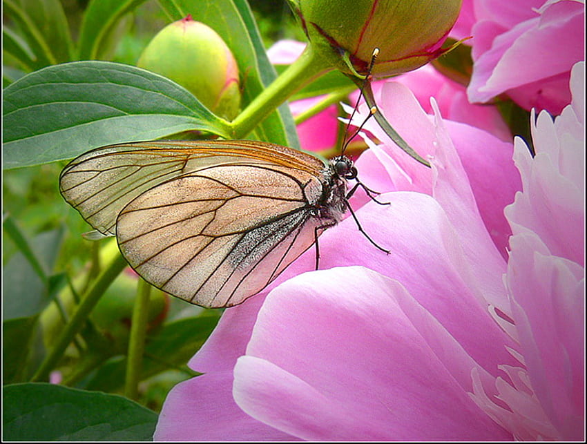 Gossamer wings, pink, black, sand, butterfly, flower, green, peony HD wallpaper
