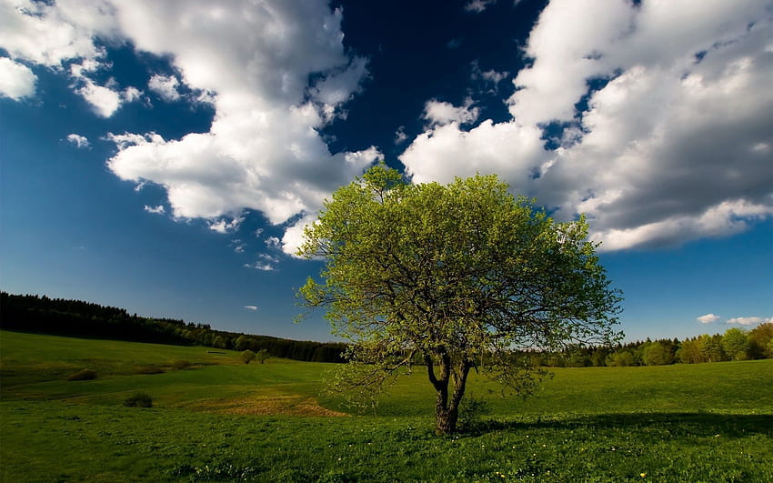Natura, trawa, niebo, chmury, drewno, drzewo, pole, łąka Tapeta HD