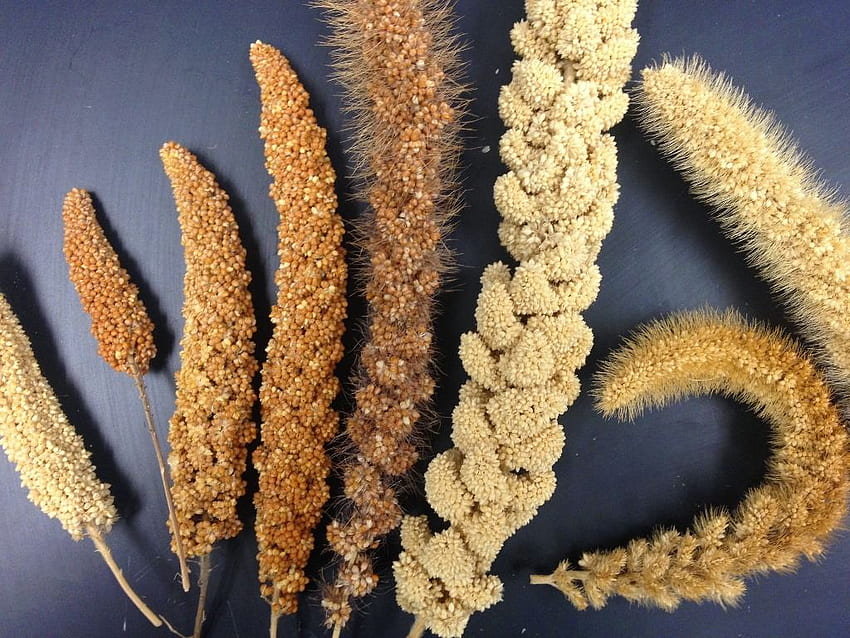 Take a Moment for Millets. UC Food Observer HD wallpaper