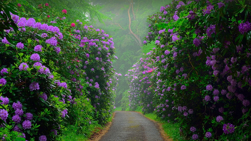 Красив път, дърво, храст, природа, розово, лилаво, зелено, цвят, държава, трева, път, цветя HD тапет