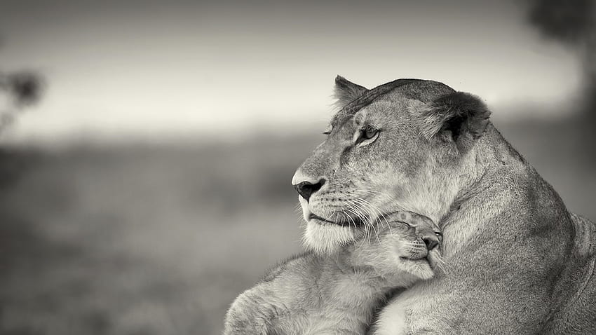 Preview lion, couple, wool, cub, black and white HD wallpaper