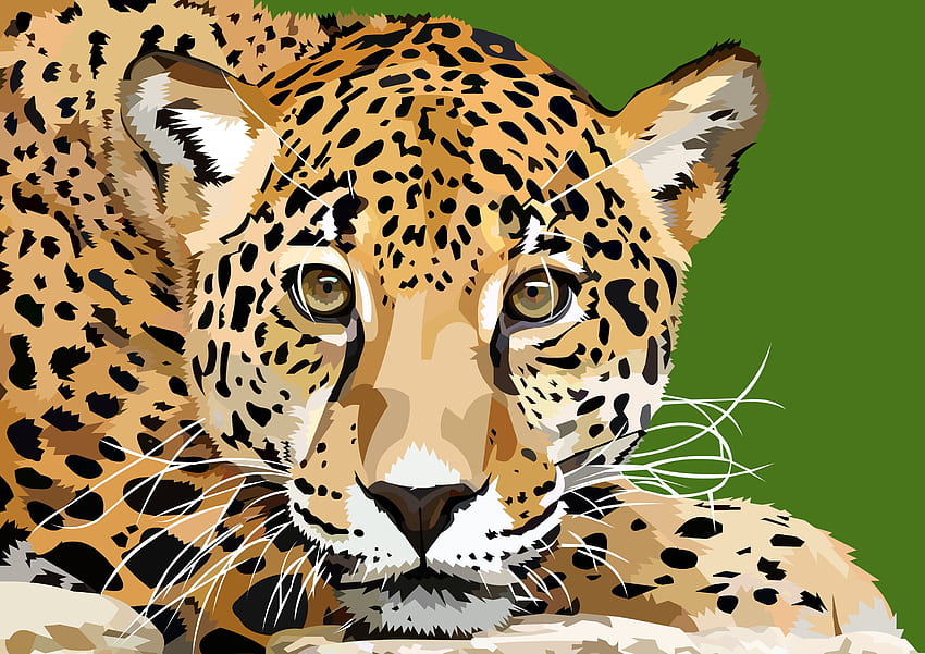 Animal Leopard HD Wallpaper
