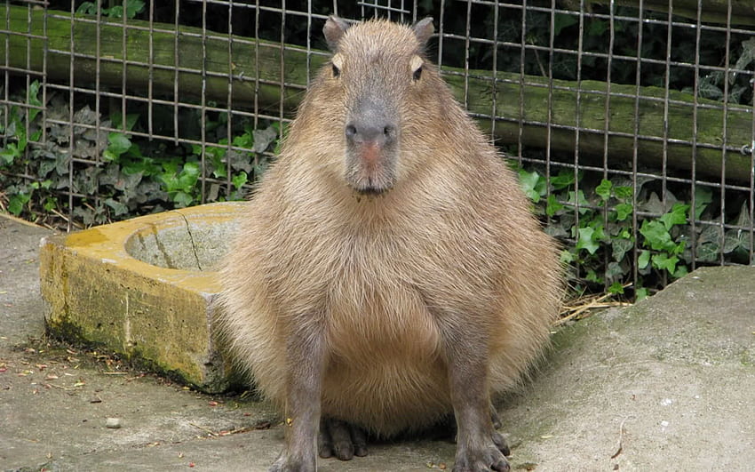 capybara - Капибара, Животни, Гризачи, Сладка капибара HD тапет