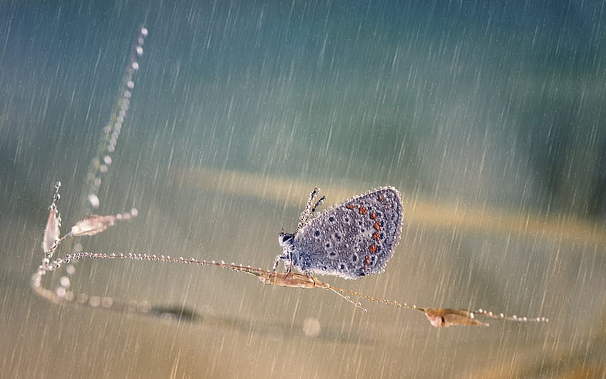 Butterfly in the rain, branch, wings, rain, butterfly, insect, macro HD wallpaper