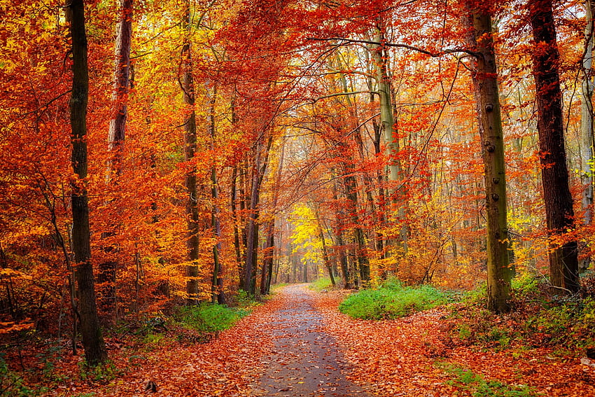 Pfad im hellen Herbstwald, colorfyl, Weg, Herbst, Bäume, Herbst, schön, Wald, Spaziergang HD-Hintergrundbild