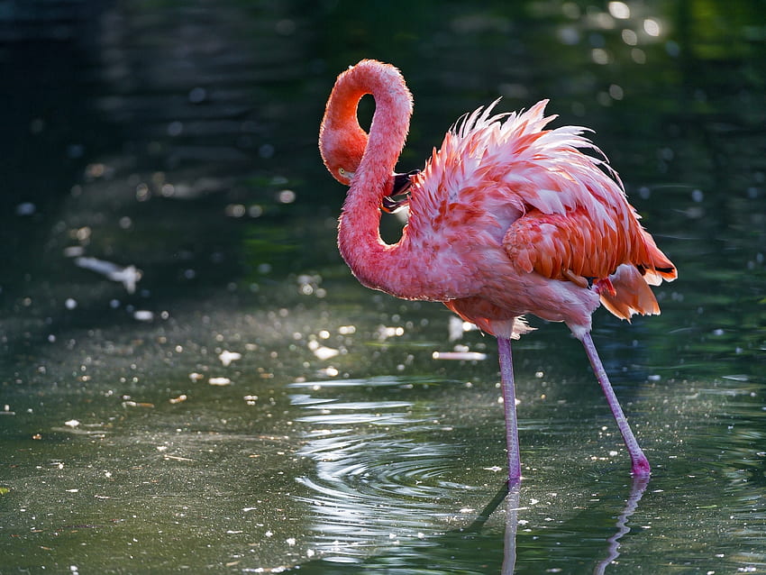 Tiere, Wasser, Flamingo, Vogel, stehen, stehen HD-Hintergrundbild