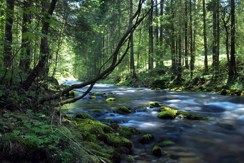 Forest river, trees, river, nature, forest HD wallpaper