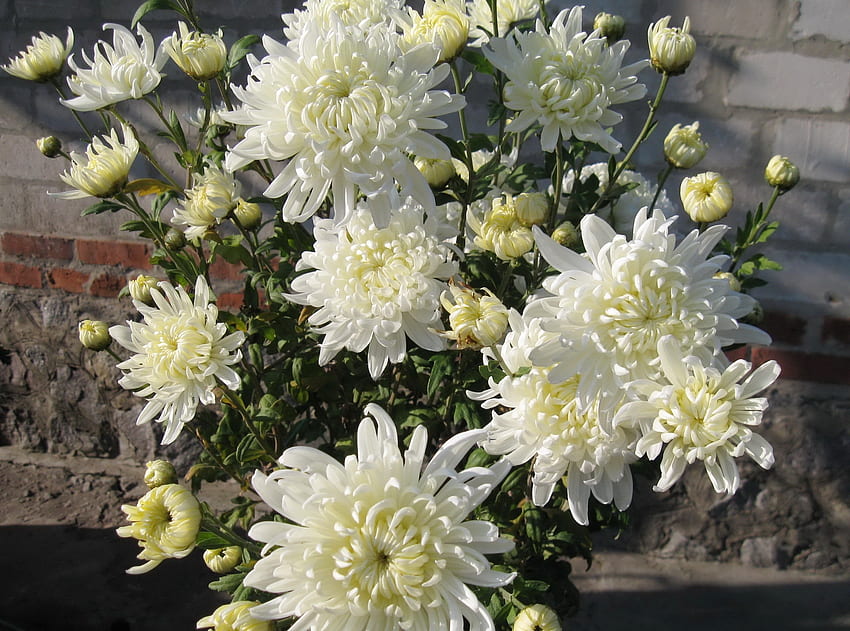 Fleurs, Chrysanthème, Bouquet, Mur Fond d'écran HD