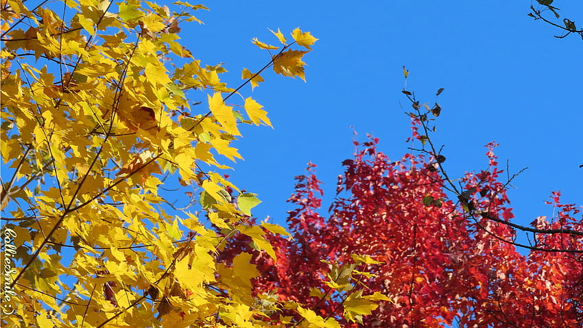 Autumn's Primary Colors VII (2021), blue, scarlet, maples, Autumn, tree, blue sky, sky blue, 1eaves, maple, red, yellow, Fa11, trees, leaf, blue skies, cie1, leafs HD wallpaper