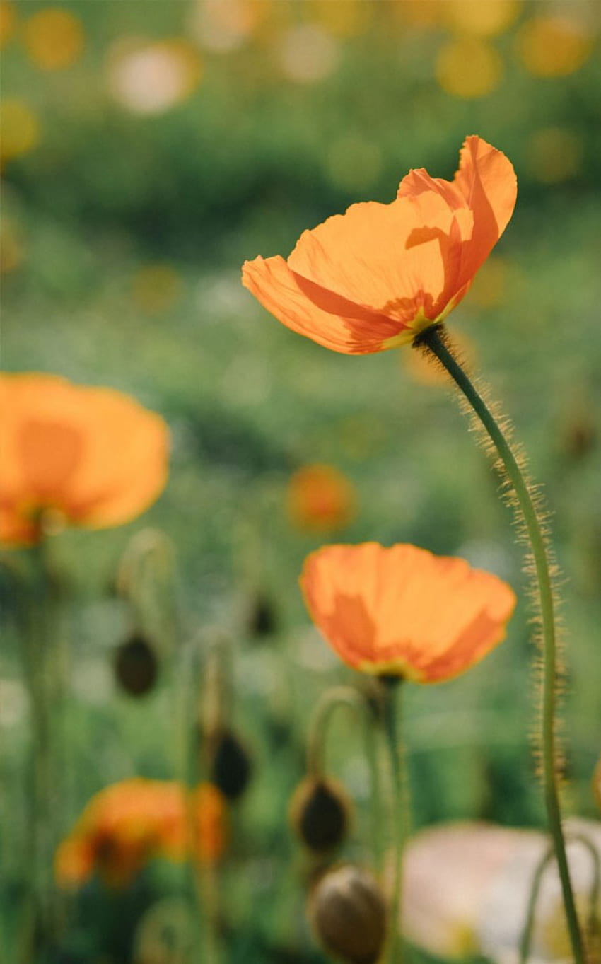 Orange poppies - Idea , iPhone , Color Schemes, Orange Poppy HD phone wallpaper