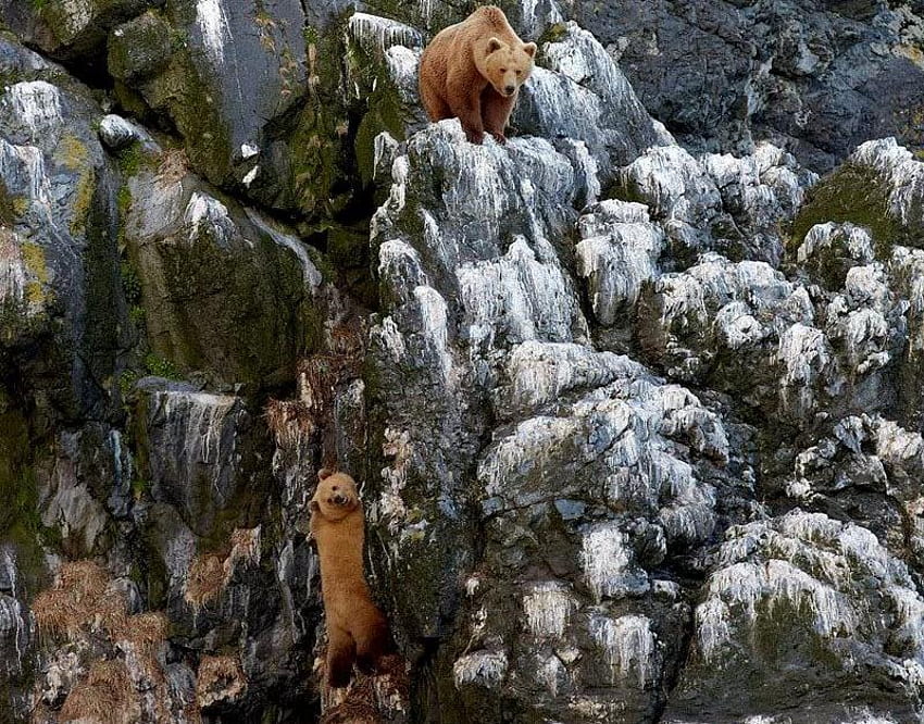 Climbing Competition, bears, snow, rock, mountain HD wallpaper