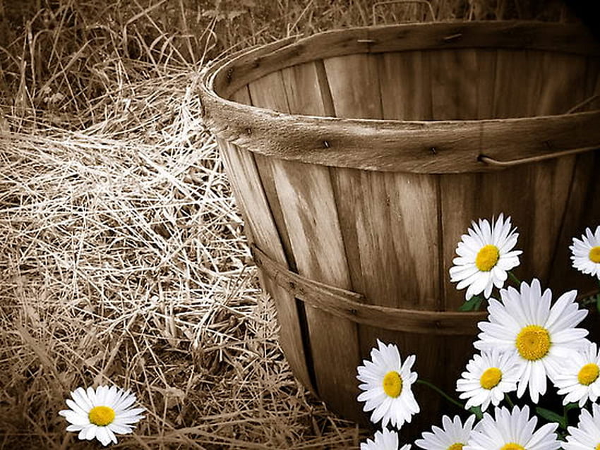 daisy, basket, straw, rural, flower HD wallpaper