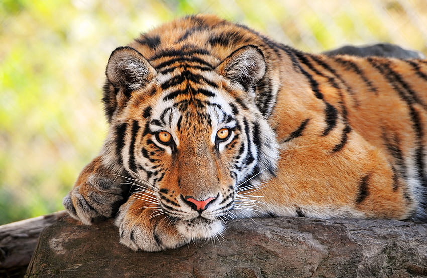 Animals, Rock, To Lie Down, Lie, Predator, Big Cat, Stone, Tiger HD wallpaper