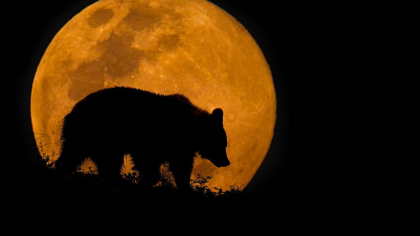 Super Moon And Bear, nature, lune, super, ours Fond d'écran HD