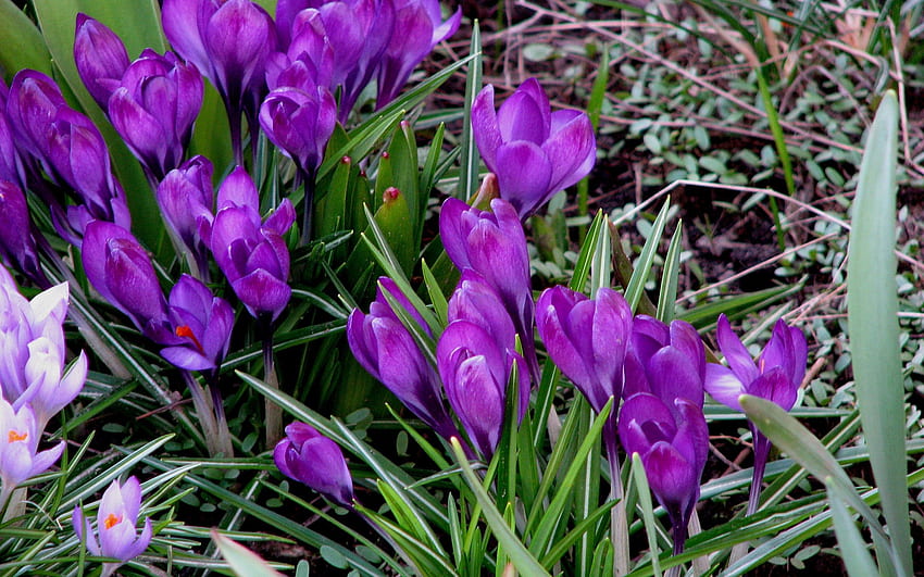 Пролет, цветя, трева, кокичета HD тапет