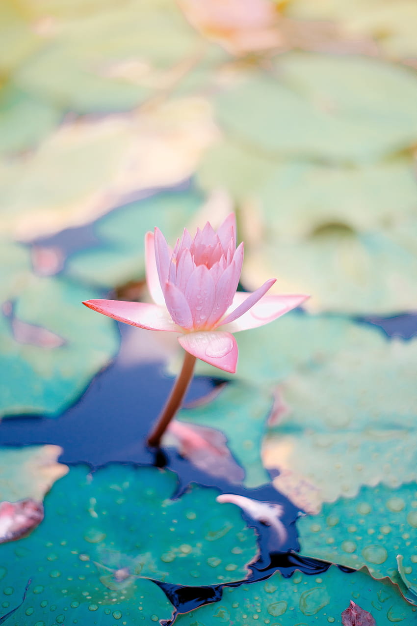 / une fleur de lotus rose à côté de nénuphars à la surface de l'eau, monte Fond d'écran de téléphone HD