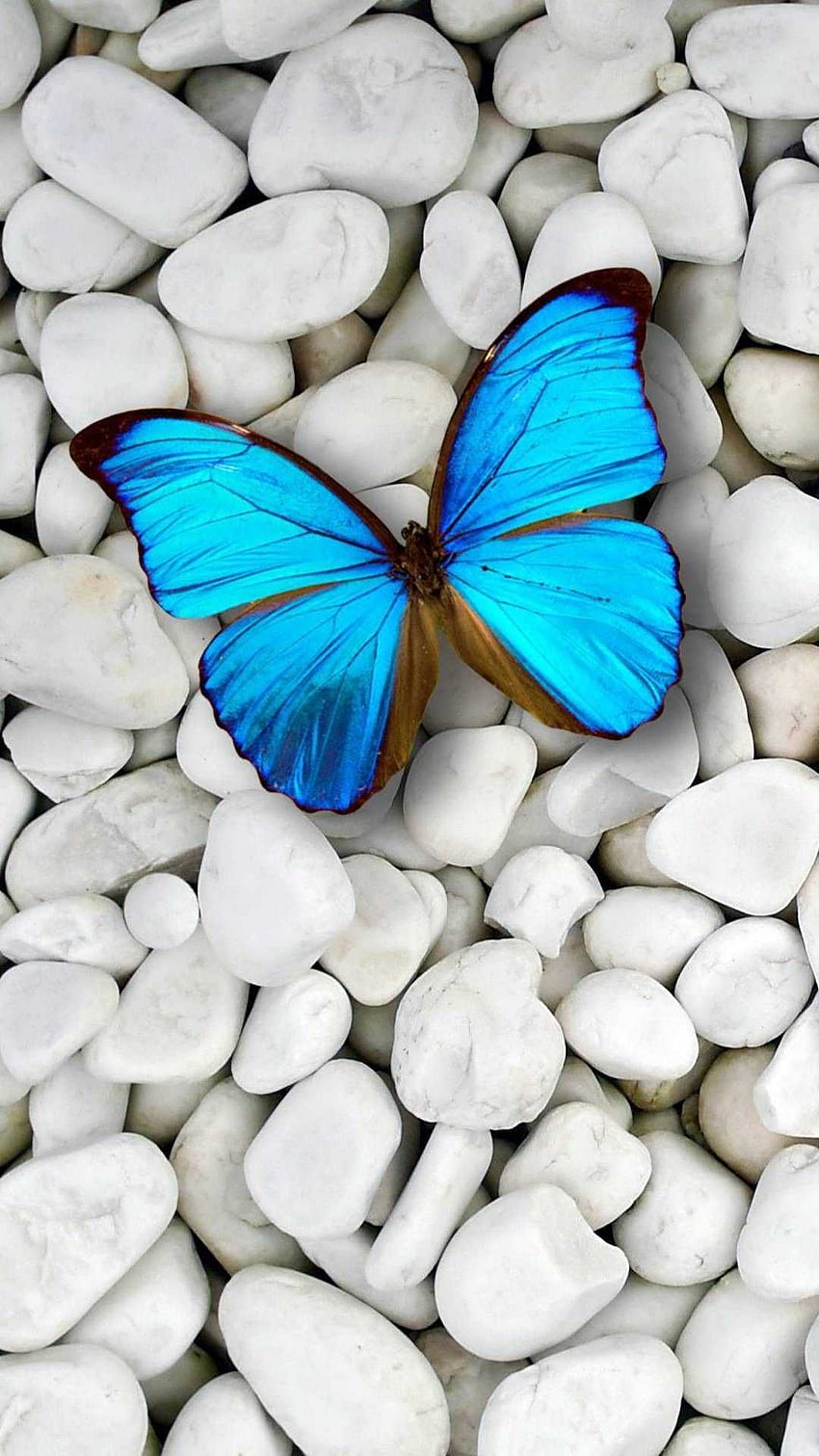 Blue Butterfly , Dark Blue Butterfly HD phone wallpaper