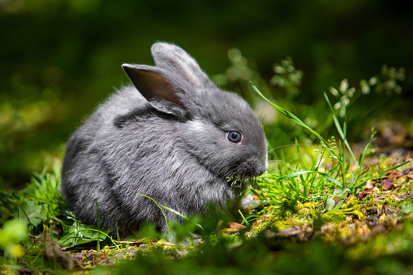 Coniglio, orecchie, animale, natura Sfondo HD