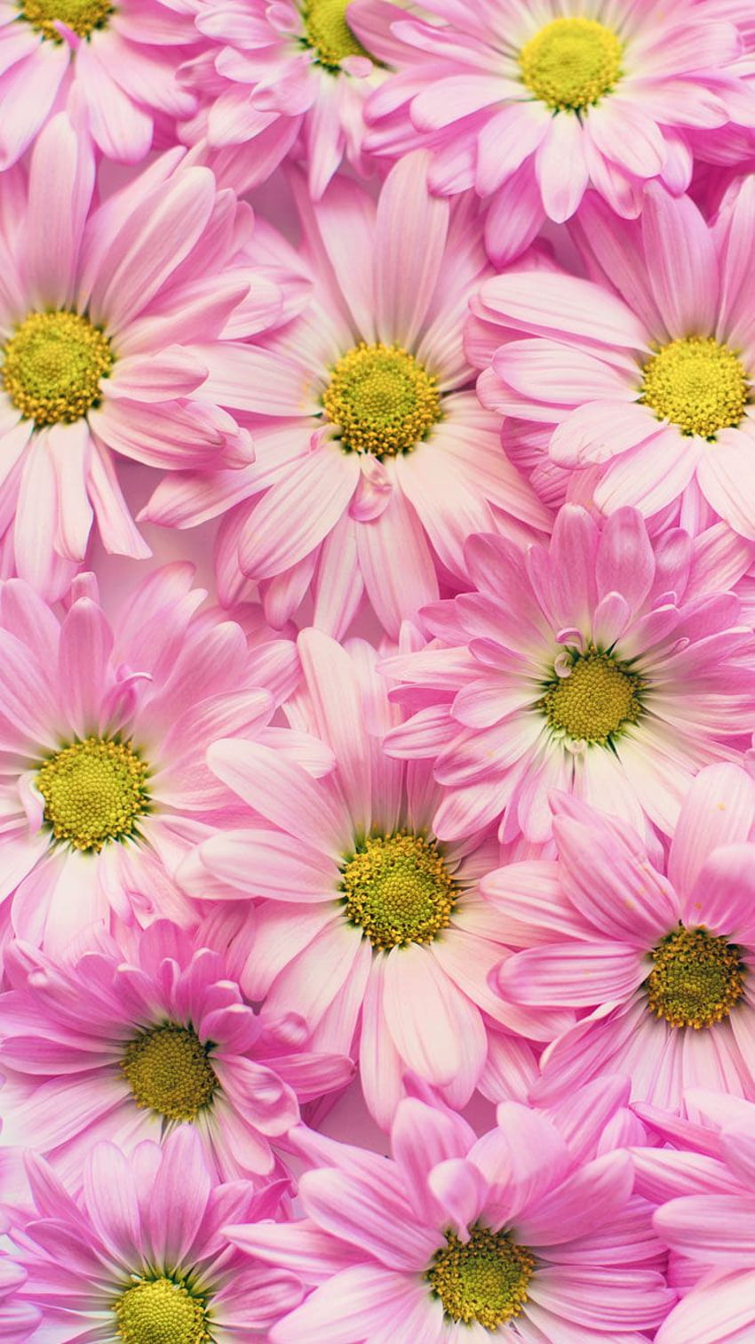 Summer iPhone - Flower Background -, Summer Floral HD phone wallpaper ...