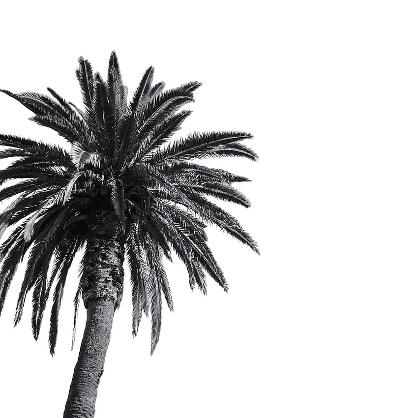 white and black palm tree – Rabat HD phone wallpaper