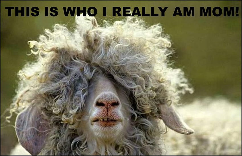 This is who I really am mom!, animal, this is who i really am mom, fun, sheep, , motivation HD wallpaper