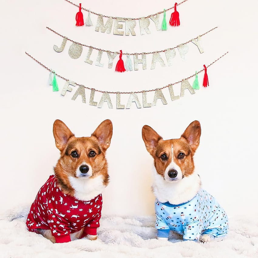 Corgi pajamas online