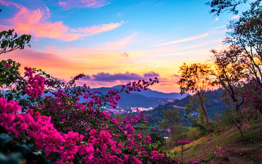 ดอกไม้สีชมพูจากเนินเขา ธรรมชาติที่มีเสน่ห์ ภูมิทัศน์ ภูเขา เมฆ ธรรมชาติ ท้องฟ้า ดอกไม้สีชมพู ความงดงาม ตอนเย็น พระอาทิตย์ตก วอลล์เปเปอร์ HD