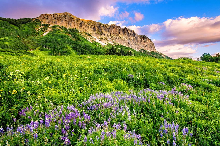 Gothic mountain, nice, wildflowers, greenery, hills, slope, beautiful, grass, rocks, mountain, summer, cliffs, clouds, nature, sky, flowers, lovely, peak HD wallpaper