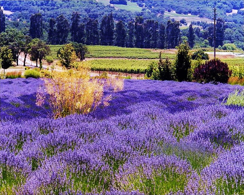 Wine country, purple, field, lavender, green, trees, country HD wallpaper