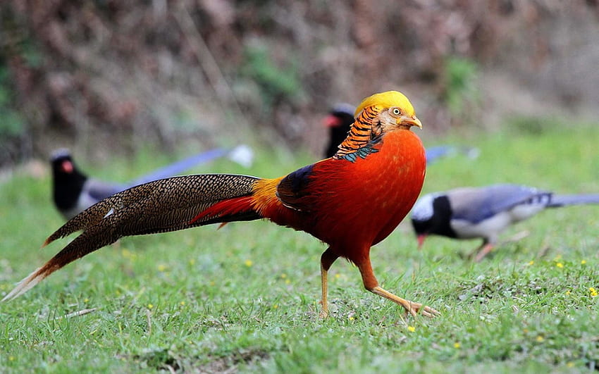 Golden Pheasant Full and Background . HD wallpaper