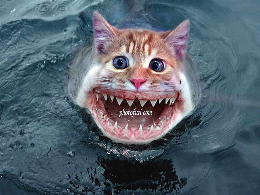 サメ猫面白いスタイル。 . キュートで面白い猫、変な猫 高画質の壁紙