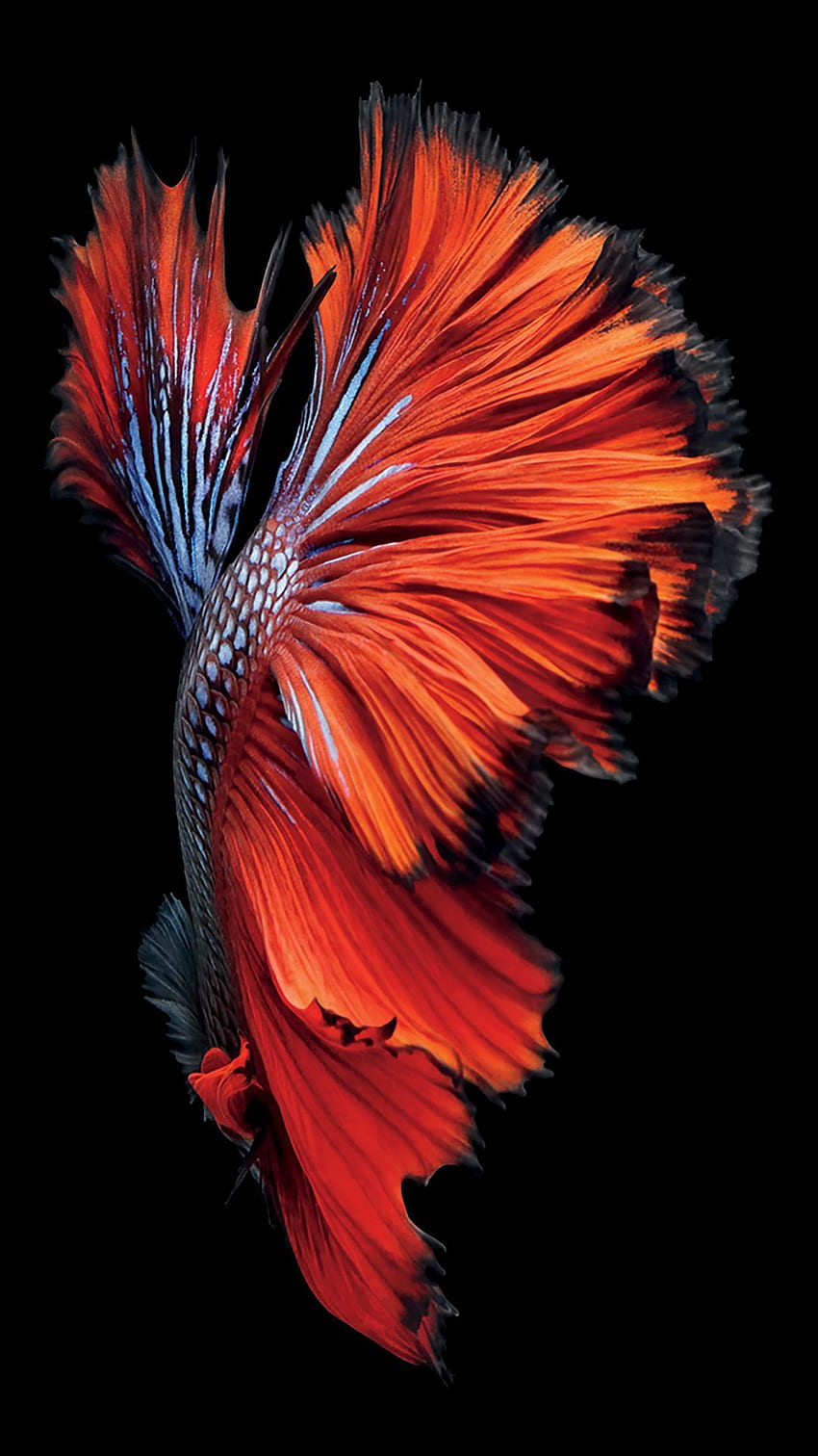 iPhone 6s Fish Red . art. Red , Fish, 6s Live HD phone wallpaper