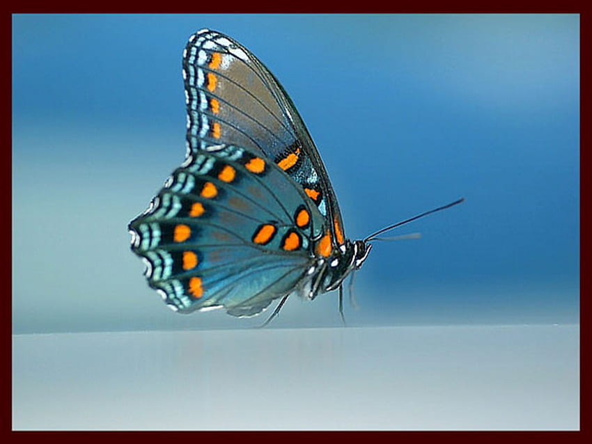 mariposa, azul, naranja, en ninguna parte fondo de pantalla