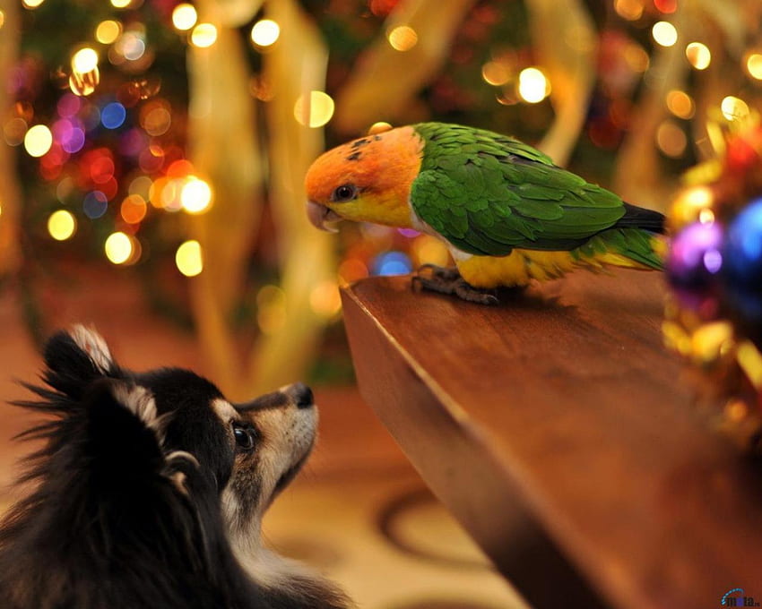 Dog and parrot, dog, birds, lights, parrot HD wallpaper