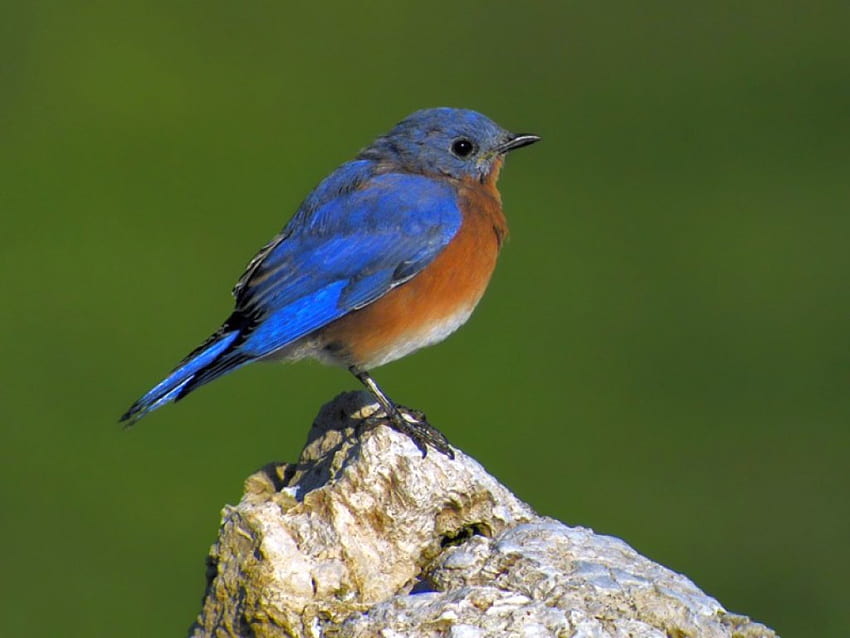 Blue Bird, blue, cute, bird HD wallpaper