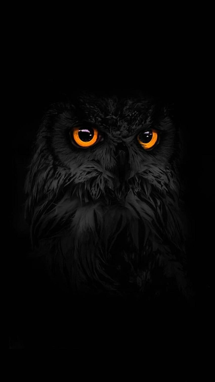 Owl Wallpaper 4K Night Wildlife Black background 2967