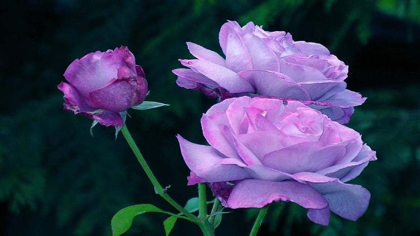 Purple Roses, purple, roses, bud, petals, nature, flowers HD wallpaper