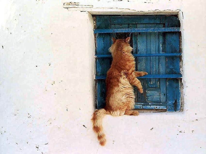 窓辺の猫、猫、猫、面白い、動物 高画質の壁紙