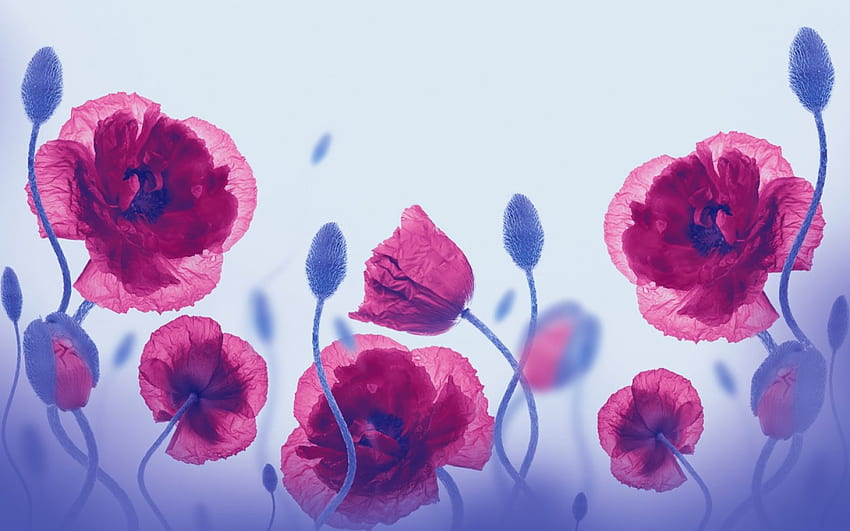 Poppies, poppy, flower, red, nature, flowers HD wallpaper