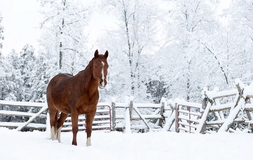 Cavallo marrone in inverno, Animali, Inverno, Cavallo, Marrone, Neve, Albero, Recinto Sfondo HD