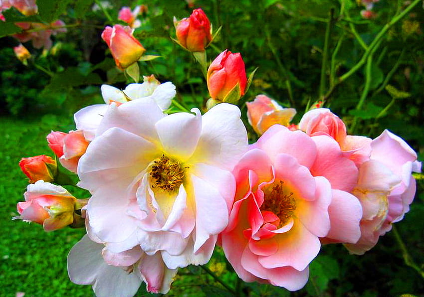 Beauté du jardin, rose, blanc, jaune, vert, jardin, fleurs Fond d'écran HD