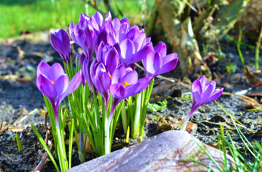Purple Crocusses, petals, blossoms, garden, stone, spring HD wallpaper
