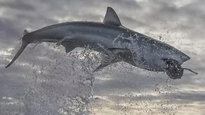 Violação de tubarão branco quebra recorde ajuda a lançar a 'Semana do Tubarão' 2020, violação de tubarão papel de parede HD