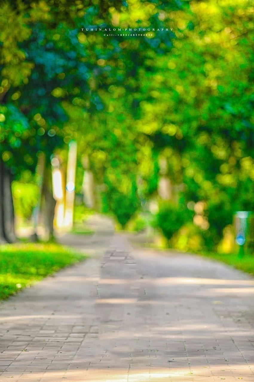 Dslr-Naturhintergrund, DSLR-Unschärfe HD-Handy-Hintergrundbild