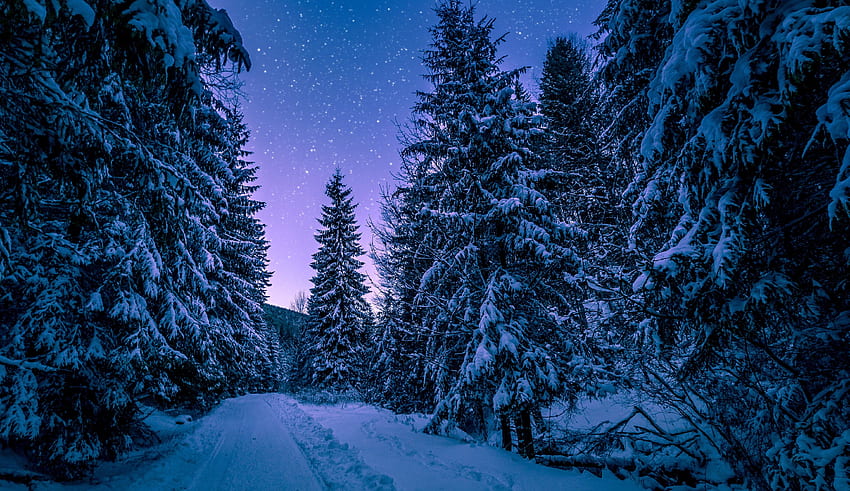 冬、夜、木々の間の道 高画質の壁紙