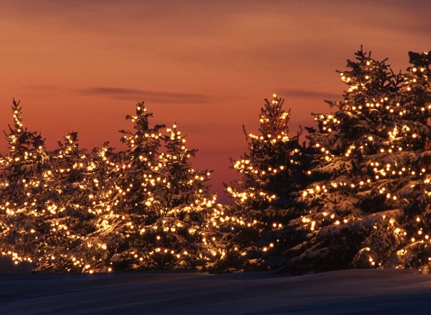 Christmas Trees, winter, Christmas, trees, nature, lightining HD wallpaper