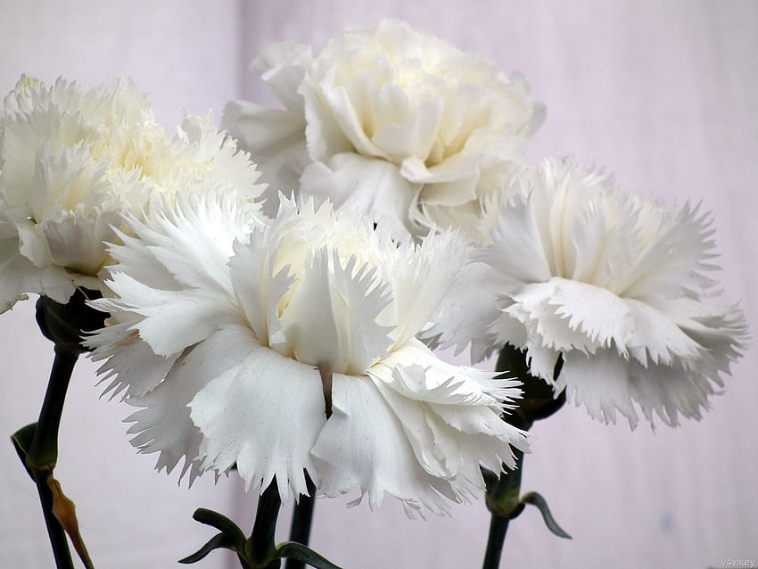 Beautiful and DecorativeWhite Carnations Flower graph – Trap HD ...